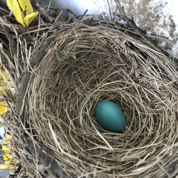 Robins Egg In Nest
